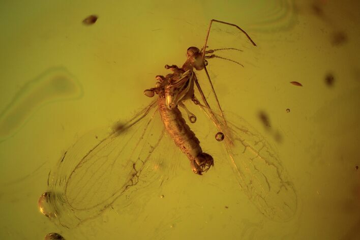 Fossil Fly (Diptera) In Baltic Amber #90763